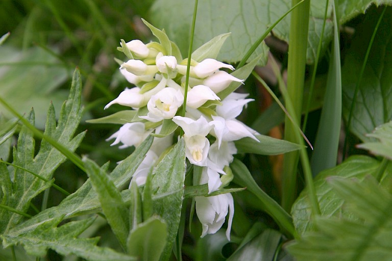 In het voorjaar bloeien overal orchideeën.