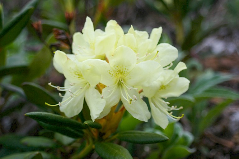 De mooie roomkleurige bloemen van de rododendron.