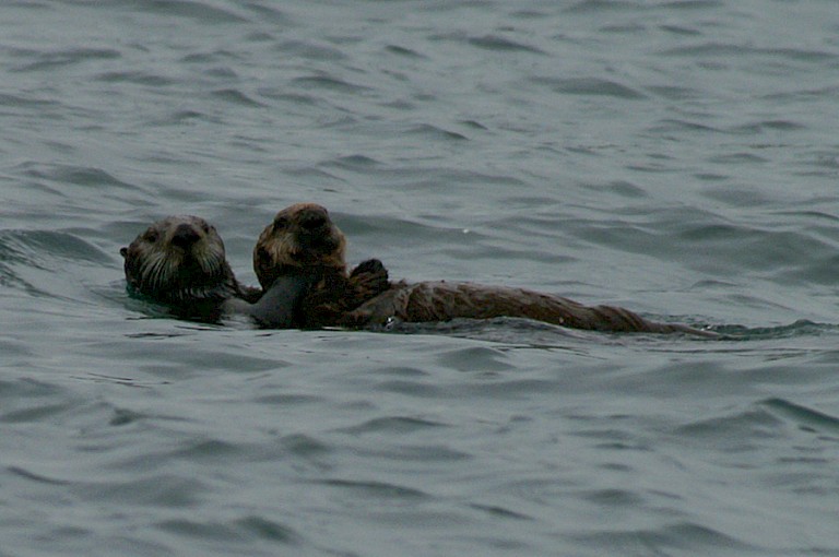 Er leeft een groot aantal Zeeotters in de wateren rond de Komandorski-eilanden.