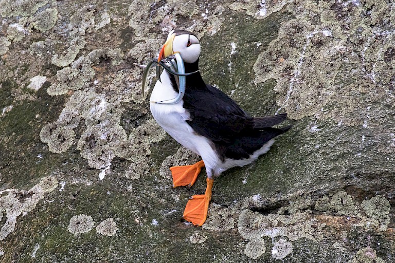 Gehoornde papegaaiduiker.