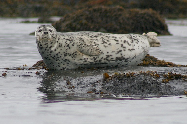Larghazeehond.