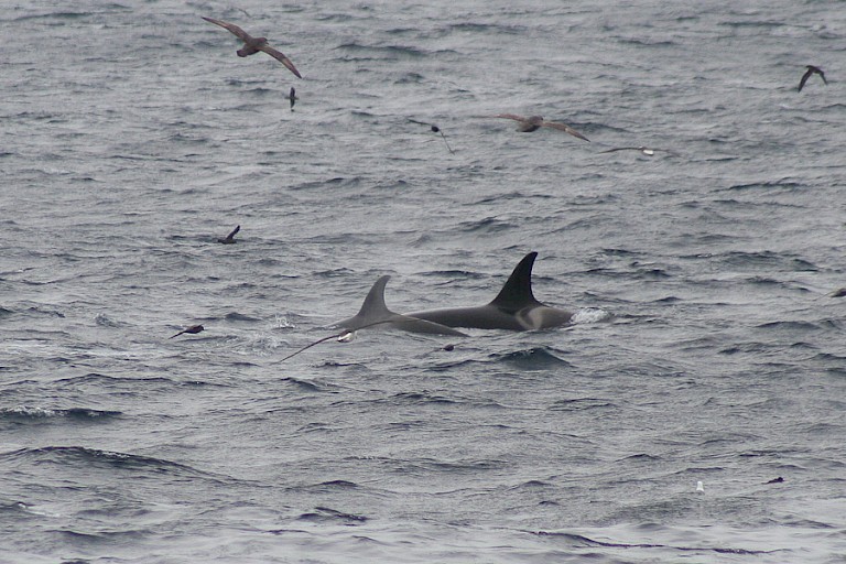 Orka's bij de Koerilen.