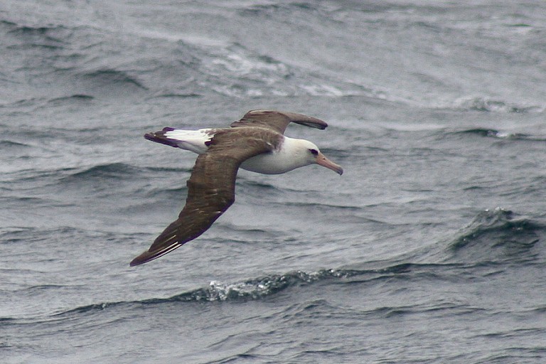 Laysans albatros bij de Koerilen.