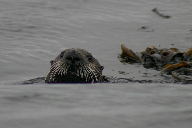 Zeeotter in Russkaya Bay