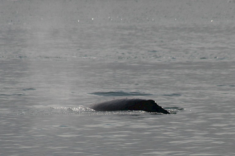 Onderduikende Grijze walvis in de Zee van Ochotsk, Rusland.