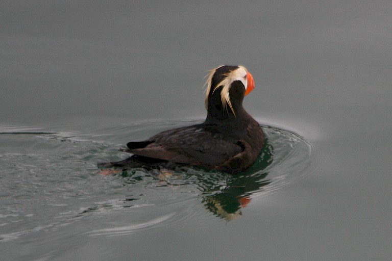 Kuifpapegaaiduiker.