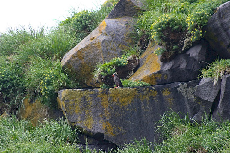 Typische landschap van de eilanden rond de Zee van Ochotsk met Kuifpapegaaiduiker.
