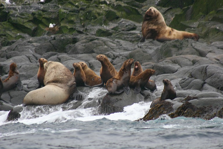 Stellers zeeleeuwen komen in grote aantallen voor in de Zee van Ochotsk.