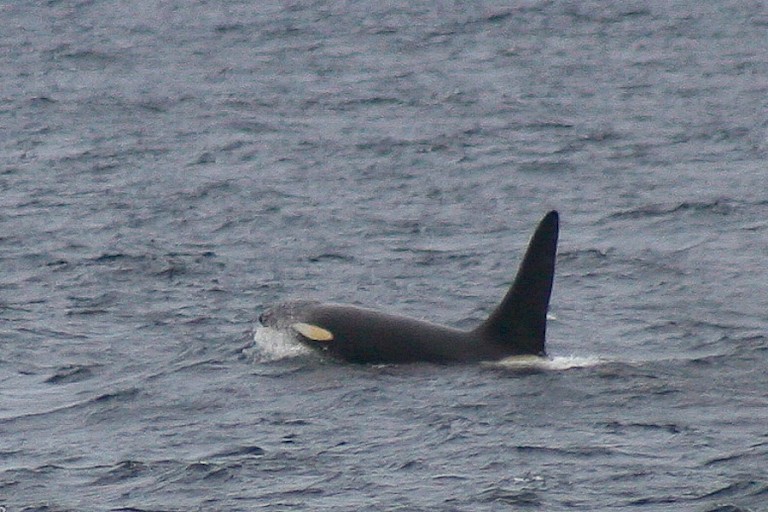Orka in de Zee van Ochotsk, Rusland.