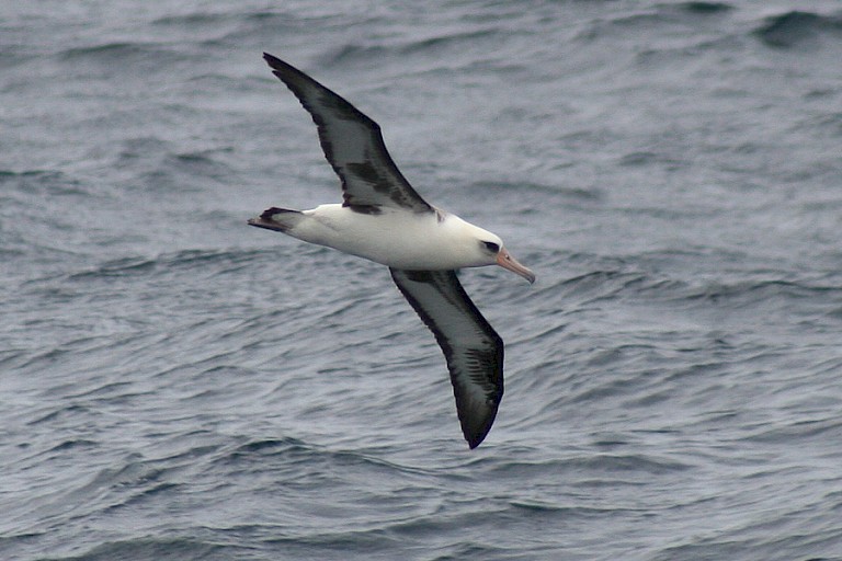 Laysanalbatros in de Zee van Ochotsk.