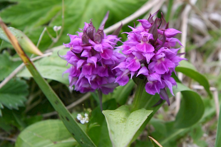 Gevlekte orchis is een van de vele orchideeën die op de eilanden groeit.