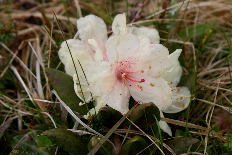 Rododendron.