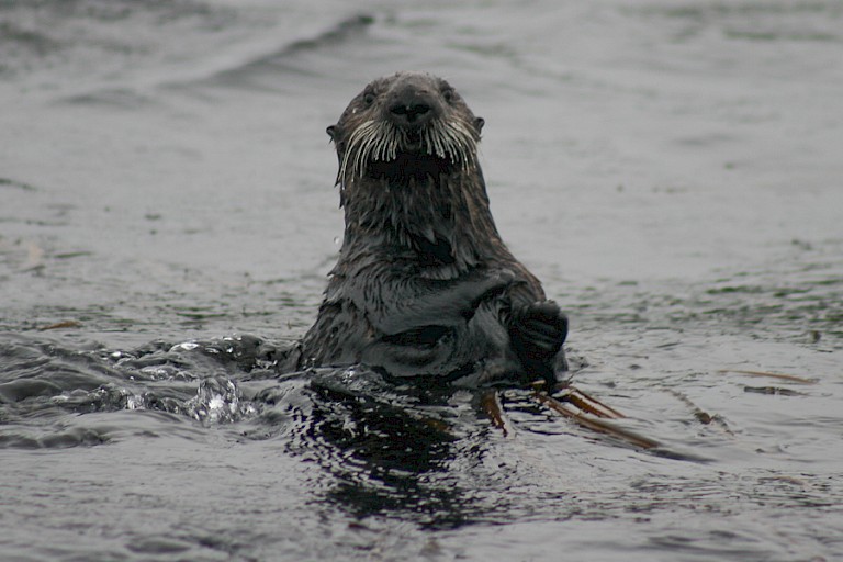 Nieuwsgierige zeeotter.