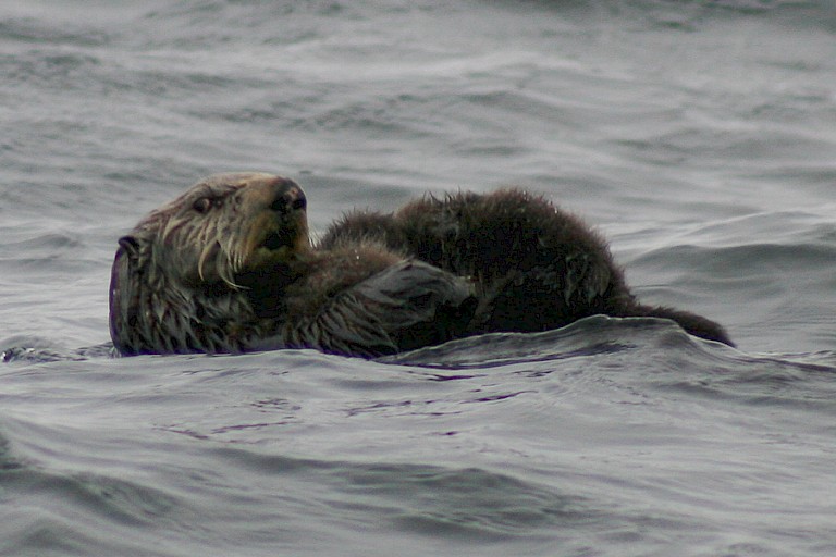 Moeder zeeotter met jong op haar buik.