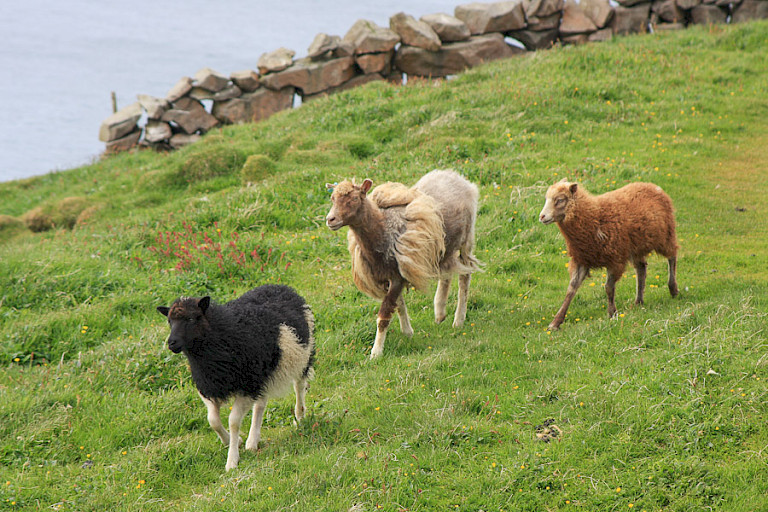 Bijna overal lopen schapen op de eilanden.