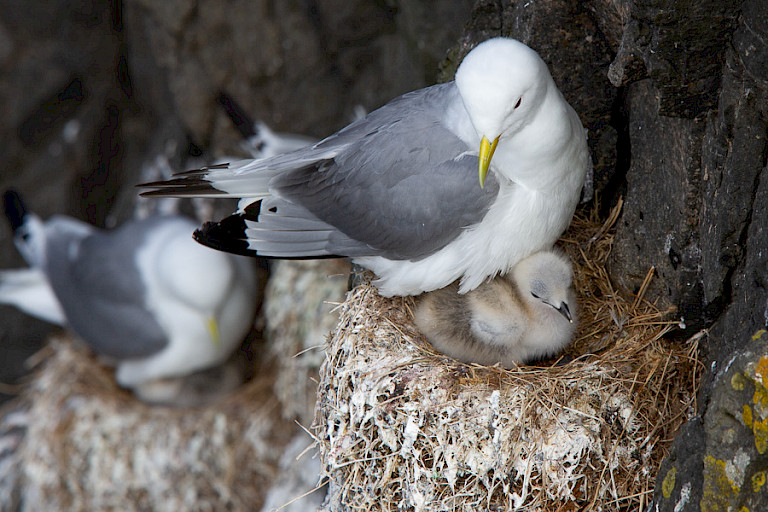 Drieteenmeeuw met kuiken op Mykines.