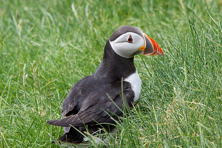 Atlantische papegaaiduiker in het gras op Mykines.