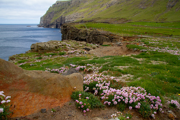 Engels gras siert de westkust van Sandoy