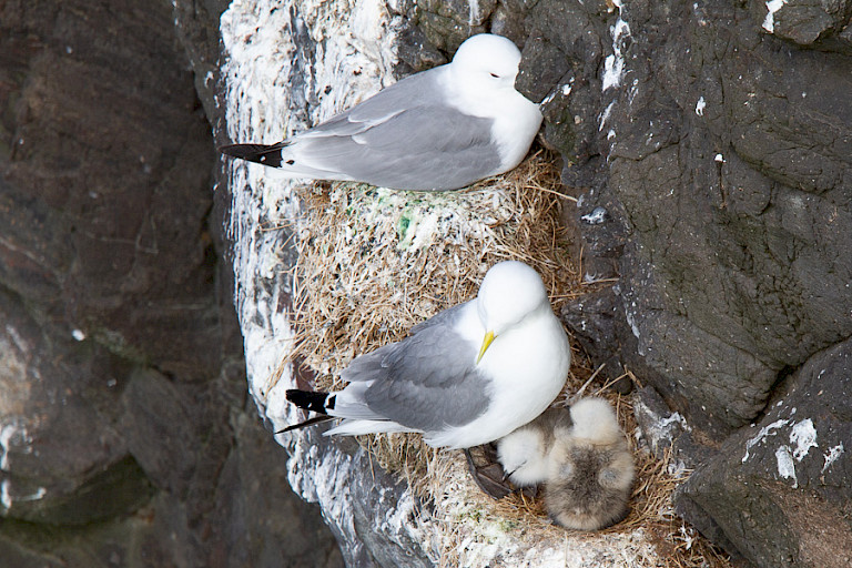 Drieteenmeeuwen broeden op de steile kliffen van o.a. Mýkenes en Vestmanna.