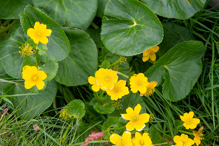De bloeiende Dotterbloem kleurt in het voorjaar de oevers van beken goudgeel.
