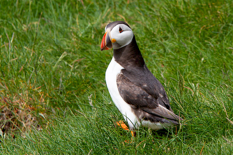 Atlantische papegaaiduiker op Mýkines.