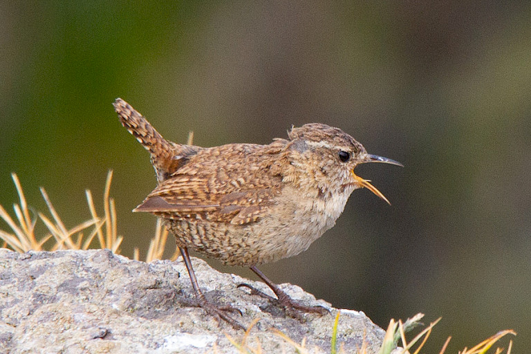 Klein, maar van verre te horen: het Winterkoninkje.