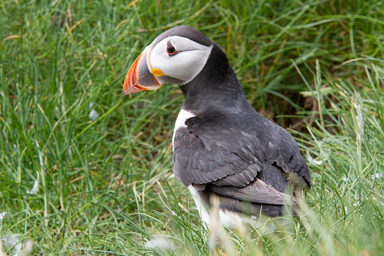 Atlantische papegaaiduiker voor de nestholte (Mýkines).