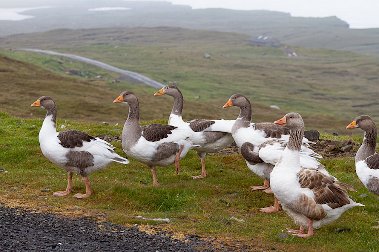 De ganzen bewaken de boerderijen op de Færøer.