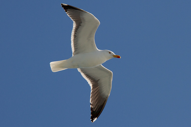 Kleine mantelmeeuw in de vlucht.
