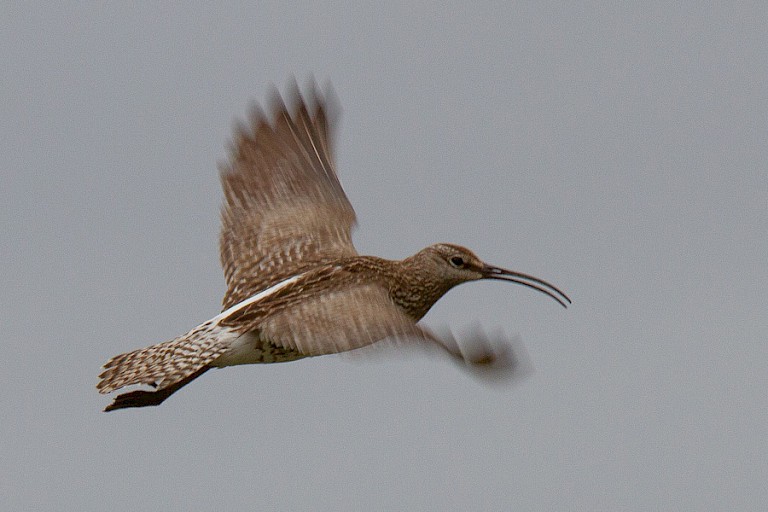 Opvliegende Regenwulp.