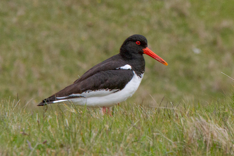 De nationale vogel, de Scholekster.