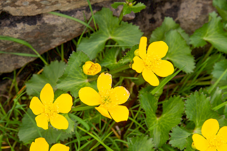 In het voorjaar kleuren de oevers van beken goudgeel door de bloeiende Dotterbloem.