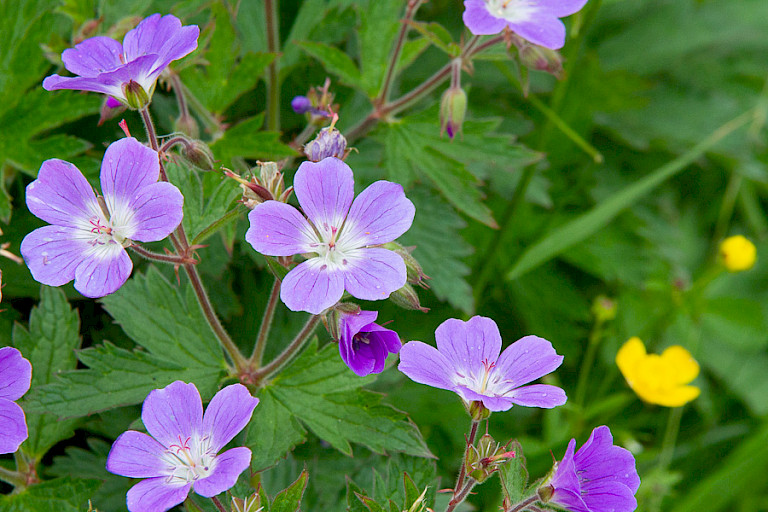De Zachte ooievaarsbek komt algemeen voor op de Færøer
