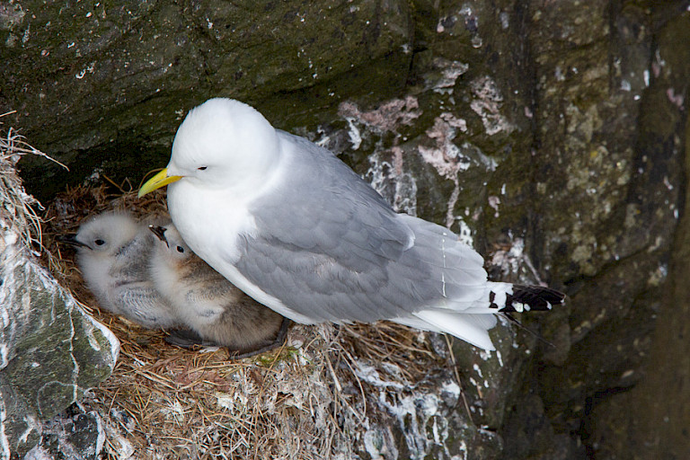 Drieteenmeeuw met twee kuikens op de kliffen van Mykines.