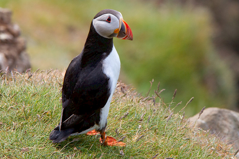 Atlantische papegaaiduiker op Mykines.