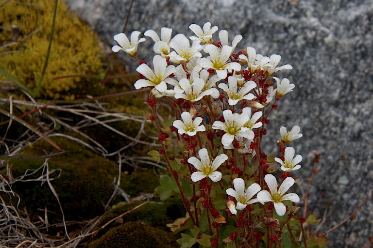 Hangende steenbreek, Saxifraga cernua, Diskobaai, Groenland.