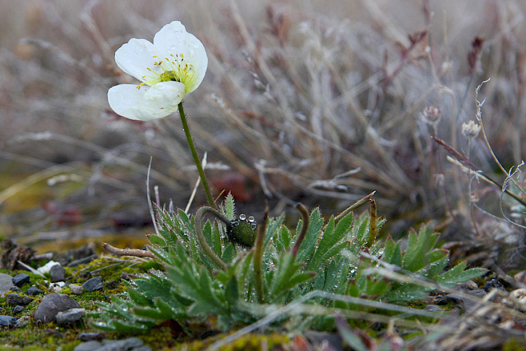 Arctische papaver is een van de opvallende bloemen in het hoge noorden.