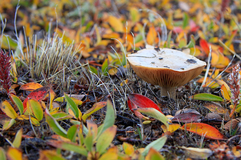 Paddenstoelen zijn overal te vinden, maar worden door Groenlanders vrijwel niet gegeten.