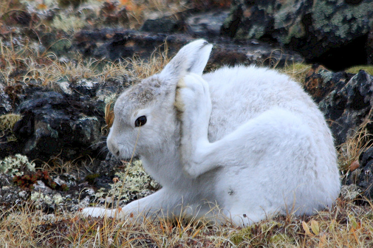 Poolhaas (Lepus arcticus) nog in wintervacht.