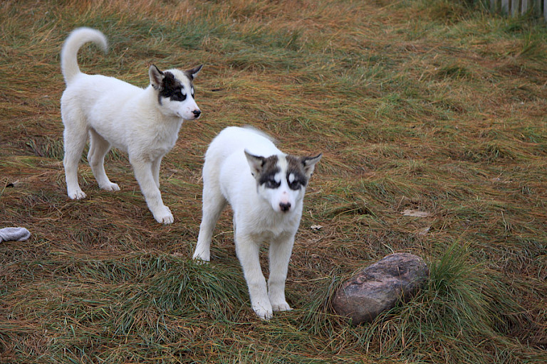 Jonge Groenlandse honden mogen loslopen tot ze ongeveer een jaar oud zijn.