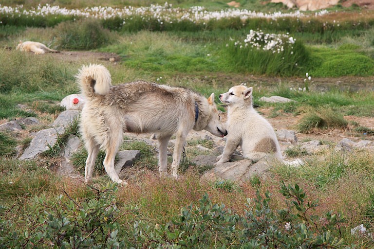 Jonge sledehonden en de teefjes mogen een tijdlang los lopen. Sisimiut, Groenland.