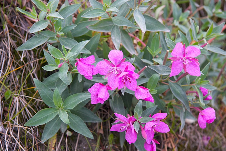 Het Breedbladig wilgenroosje is de nationale plant van Groenland.