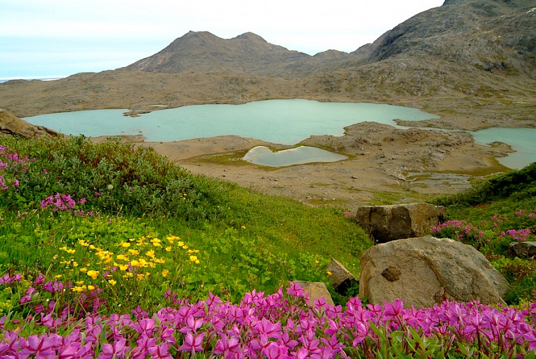 's Zomers zorgen voor bloeiende planten voor veel kleur.