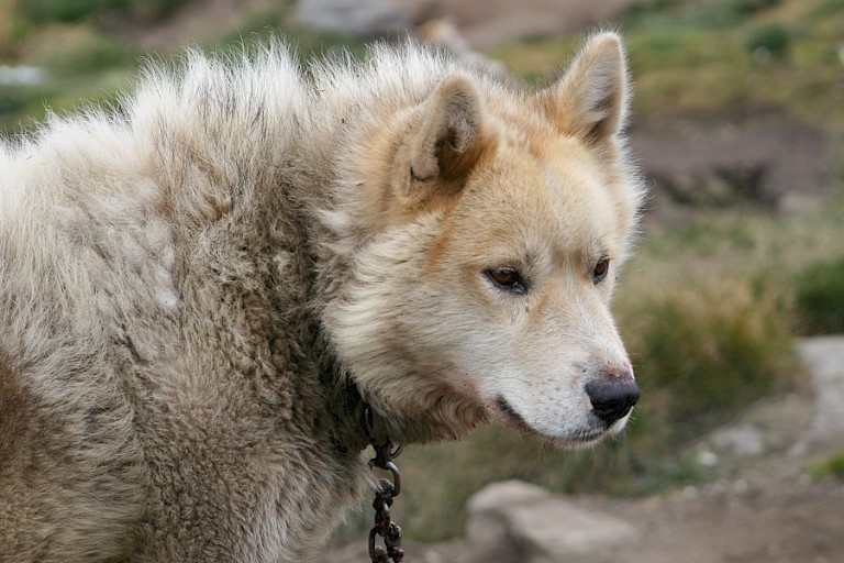 Sledehond.
