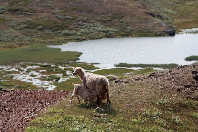 Schapen dwalen hier overal rond.