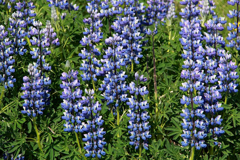 In het voorjaar ruikt het heerlijk zoet door de bloeiende lupinen.