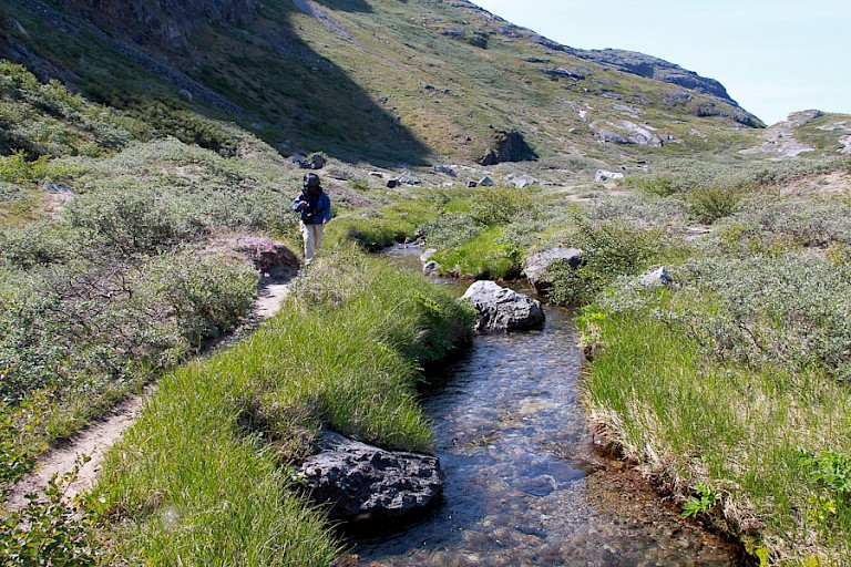 De Bloemenvallei bij Narsarsuaq, Zuid-Groenland.