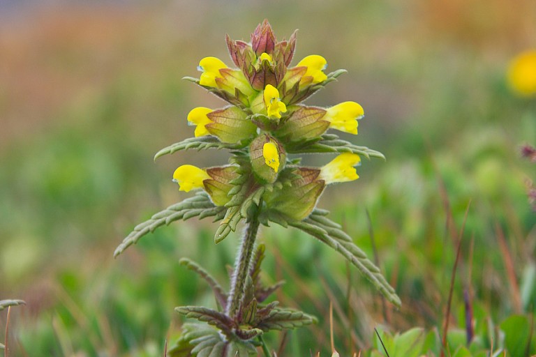 Groenlandse ratelaar.