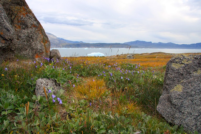 Bloeiende Grasklokjes.