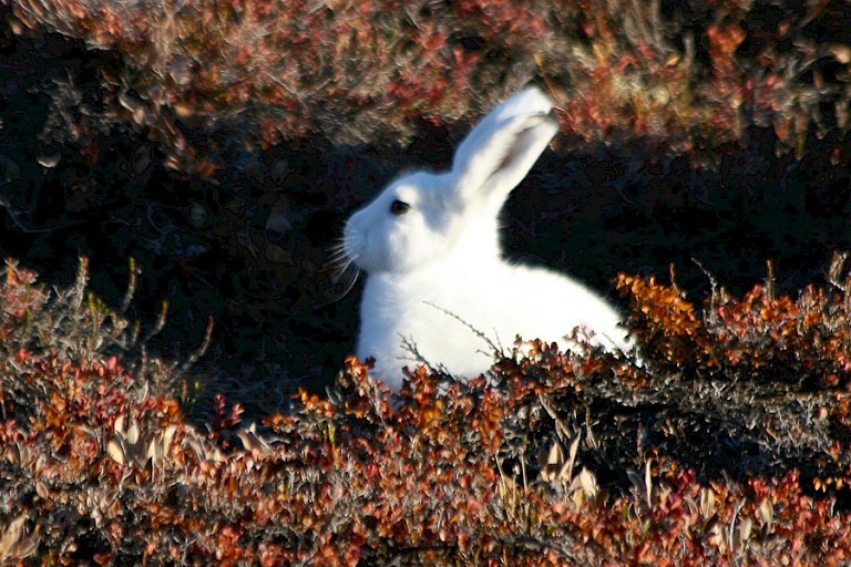 De Poolhaas kan eind september al helemaal wit zijn.